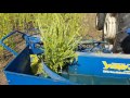 YAPEL TC DG 140 REAPER BINDER SICKLE HARVESTING MACHINE SESAME HARVESTING VIDEO 2 SUDAN 20 10 2016