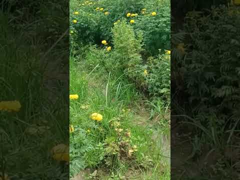 #samanthi poo very nice #share#like #subscriber