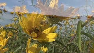 Honey Bees Forage, "Beside You" by Singer Songwriter Phildel, a collaboration with Frederick Dunn.