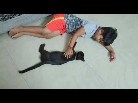 Eshaan nithin shetty # black cat # song# akshbhavana # mangalore