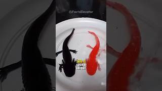 Download lagu Axolotl The Most Amazing Animal mp3 Download lagu Axolotl The Most Amazing Animal mp3