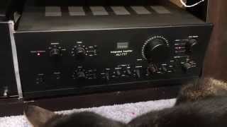 Stereo Amplifier Problems