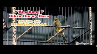 Download lagu SUARA BURUNG : Kenari Huru - Hara Tampil Hura - Hura Di kambing Hitam Cup  2 Jogja mp3