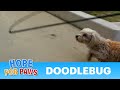 OMG I Can T Believe This Dog Got Away From Me ‍ ️ WIN Your Own Lucky Leash Terrier