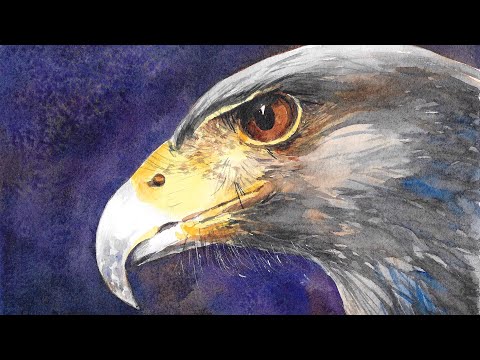 Harris Hawk in Watercolour