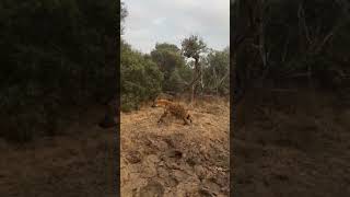 A spotted hyena wanders a little too far straight into a leopard's territory