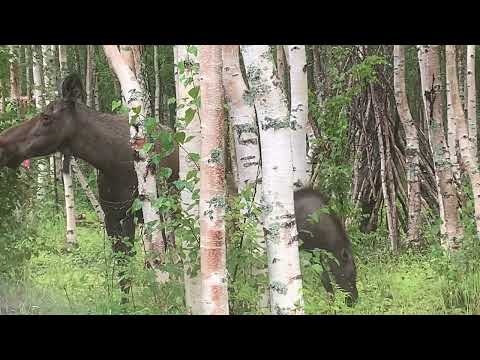 Alaska Moose and Calves with raindrops tapping on RV roof