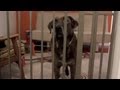 How To Stop Dogs Destroying The House While Away Dog Puppy Care