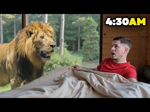 I slept with LIONS (crazy experience)