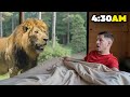 I Slept With LIONS Crazy Experience