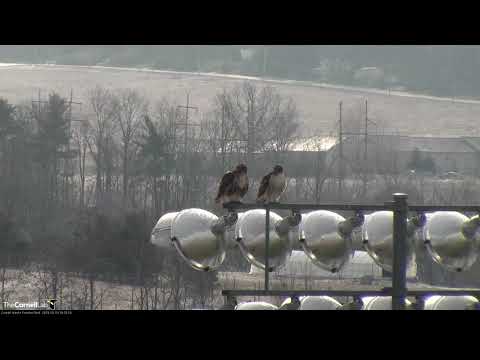 Arthur And Big Red Copulate Atop Stadium Lights – March 19, 2019