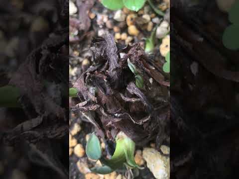 アガパンサスを成長させ、開花を促進するにはどのような肥料を使用すればよいでしょうか?  庭園