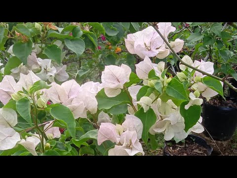 Bougainvillea Flowers Live