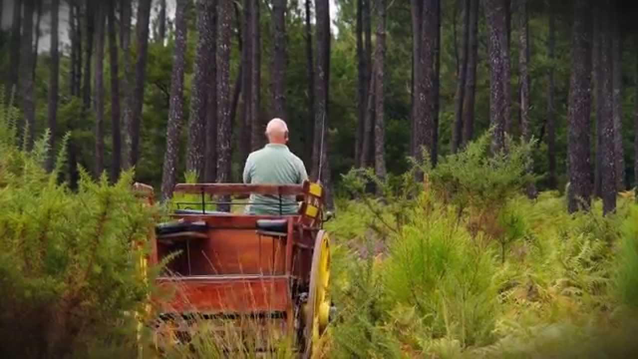 La forêt dans les gênes