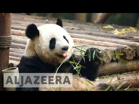 China's wild pandas under threat