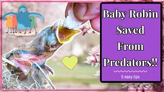 Fallin baby Robin bird saved from predators on Sunday July 12, 2015