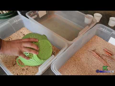 How to Produce Frass | 15-20 Pounds a Week | Low TECH Tutorial