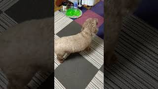 うちの犬はお金が好きです #cute #dog