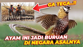 Download lagu AYAM HUTAN INI JADI OBJEK BURUAN DI NEGARA ASALNYA 😱😱 mp3