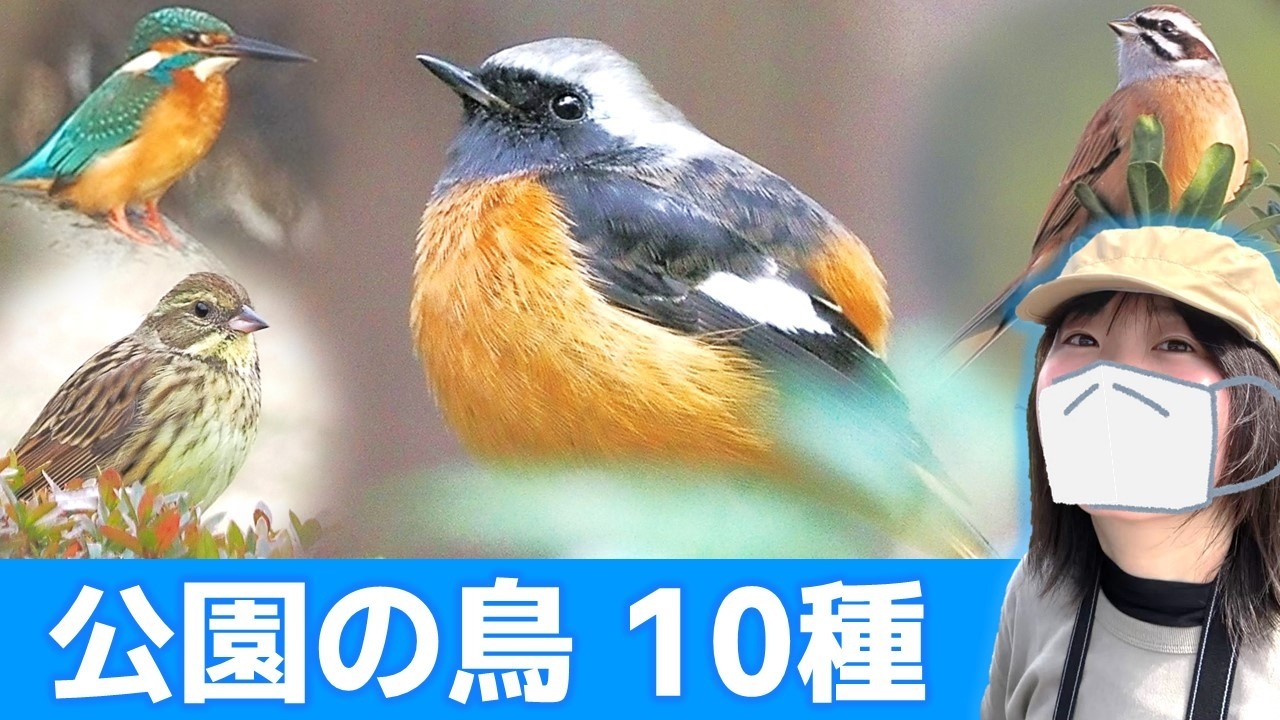 鳥の鳴き声♪公園は鳥がいっぱい！【野鳥撮影vlog】
