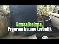 Bonsai Kelapa Batang Terbalik Cara Tanam
