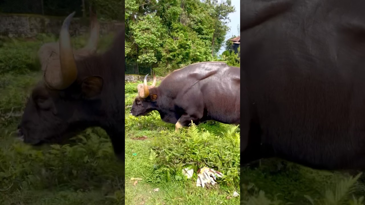 Bison #bison #ooty #Bisonooty #danger #Animal #dangerousv #Animalencounter
