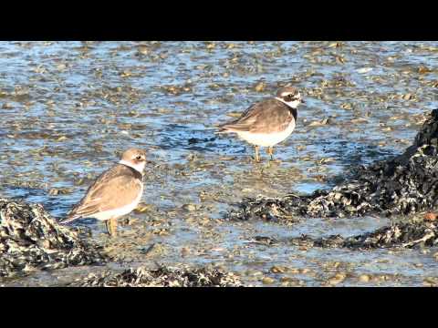 pourquoi la migration des oiseaux