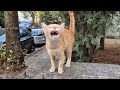 The Orange Cat Is So Hungry That She Wants Me To Give Her Food Immediately