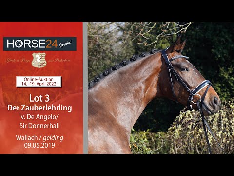 Horse24 Special Auktion Mielesko-Vekens Lot 3 Der Zauberlehrling v. De Angelo - Sir Donnerhall I