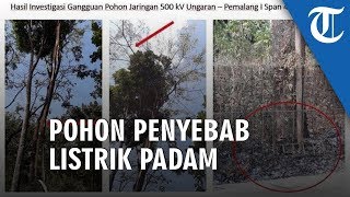 Pohon Sengon yang Dituduh Jadi Penyebab Listrik Setengah Pulau Jawa Padam