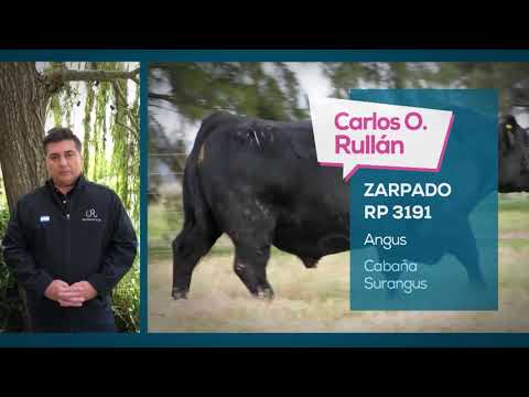 PALABRA DE CRIADOR • "ZARPADO" por Carlos Ojea Rullán, de Cabaña Surangus • ST GENETICS ARGENTINA
