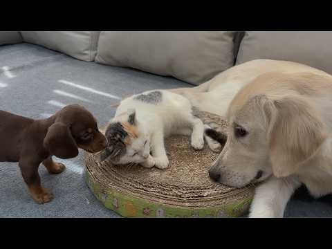 YouTube 썸네일