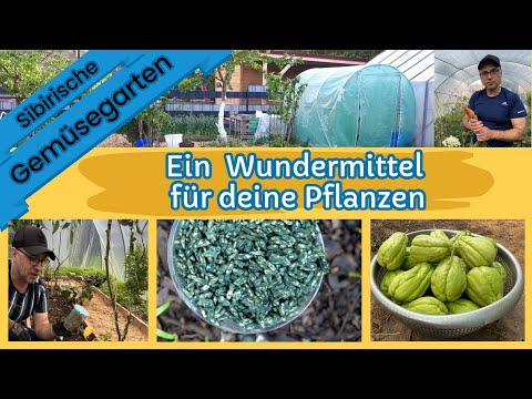 Braunfäule, Mehltau, Fusarium, Wurzelfäule auf ein Schlag bekämpfen #sibirischegemüsegarten #garten