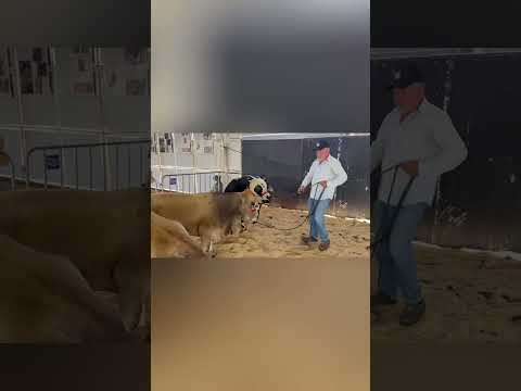 Expo Ortigueira  2025 #animais #animaisfofos #exposicao#festa #ortigueira #mini