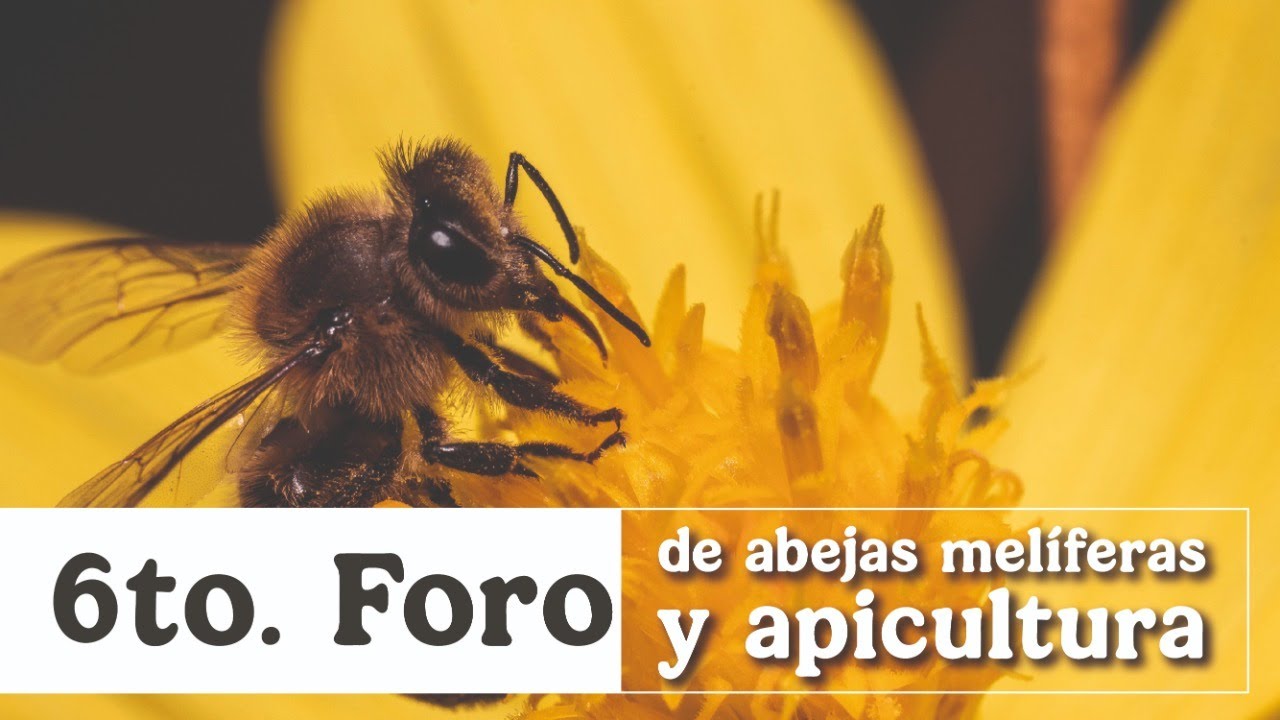 6to. Foro de abejas melíferas y apicultura