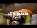 The Endangered: Red Panda