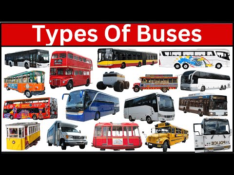 School Bus, City Bus, Police Bus, Safari Bus | Learn All Bus Names