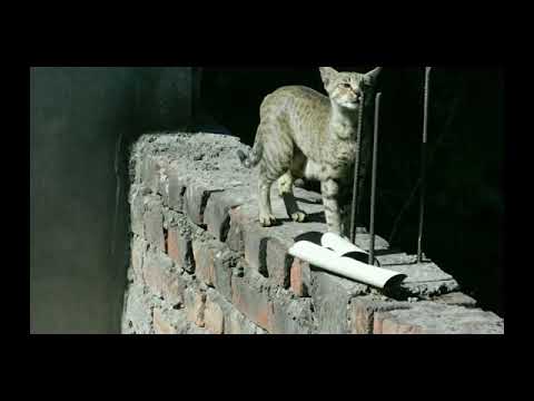 Stray cats secretly living on my neighbors rooftop 🥺❤/BY~AYUSHI MALLIK