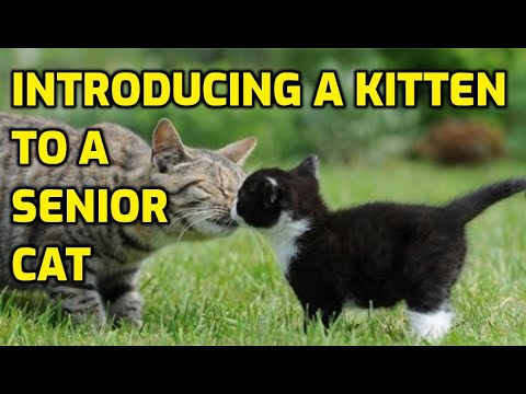 How To Properly Introduce A Kitten To An Older Cat