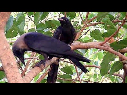 Koel asks Crow Mother for food - Crow 03