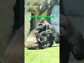 Silverback knows how to handle a Fight 😲🦍