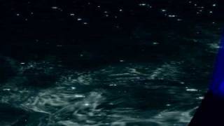 The American Analog Set - Like Foxes Through Fences