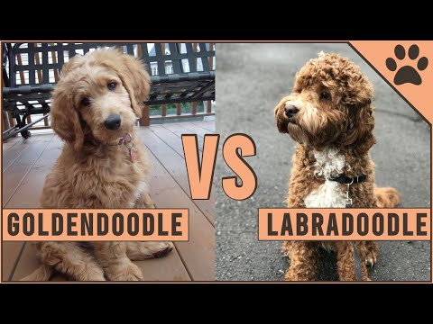 ゴールデンドゥードルとラブラドゥードル - どちらの品種が最適ですか?