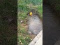 Bocil Lagi Mandi