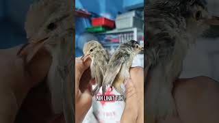 Download lagu Perbedaan Ciblek sawah jantan & betina #cibleksawah #ciblek #hobiburung #fyp #wijayakicau mp3