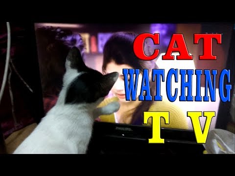 Cat Watching TV | Cat Video | Funny Cat | Dil Video | Indian Cat Video
