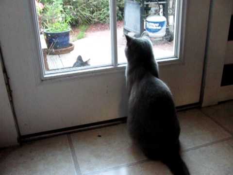 2010: Shelby Relaxes while Nahla and Boots (neighbor kitten) have a stare off.