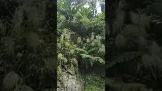 Download lagu Curug Cigentis destinasi wisata Alam Karawang mp3 Download lagu Curug Cigentis destinasi wisata Alam Karawang mp3