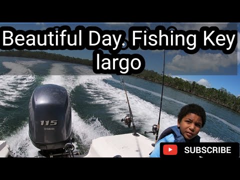 Mangrove Snappers in Key Largo