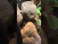 Exploring the Enigmatic: The African Clawed Frog